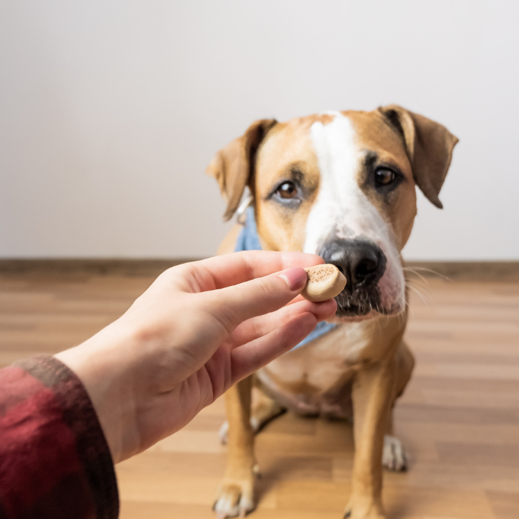 Importance of Dog Treats for their Optimum Health
