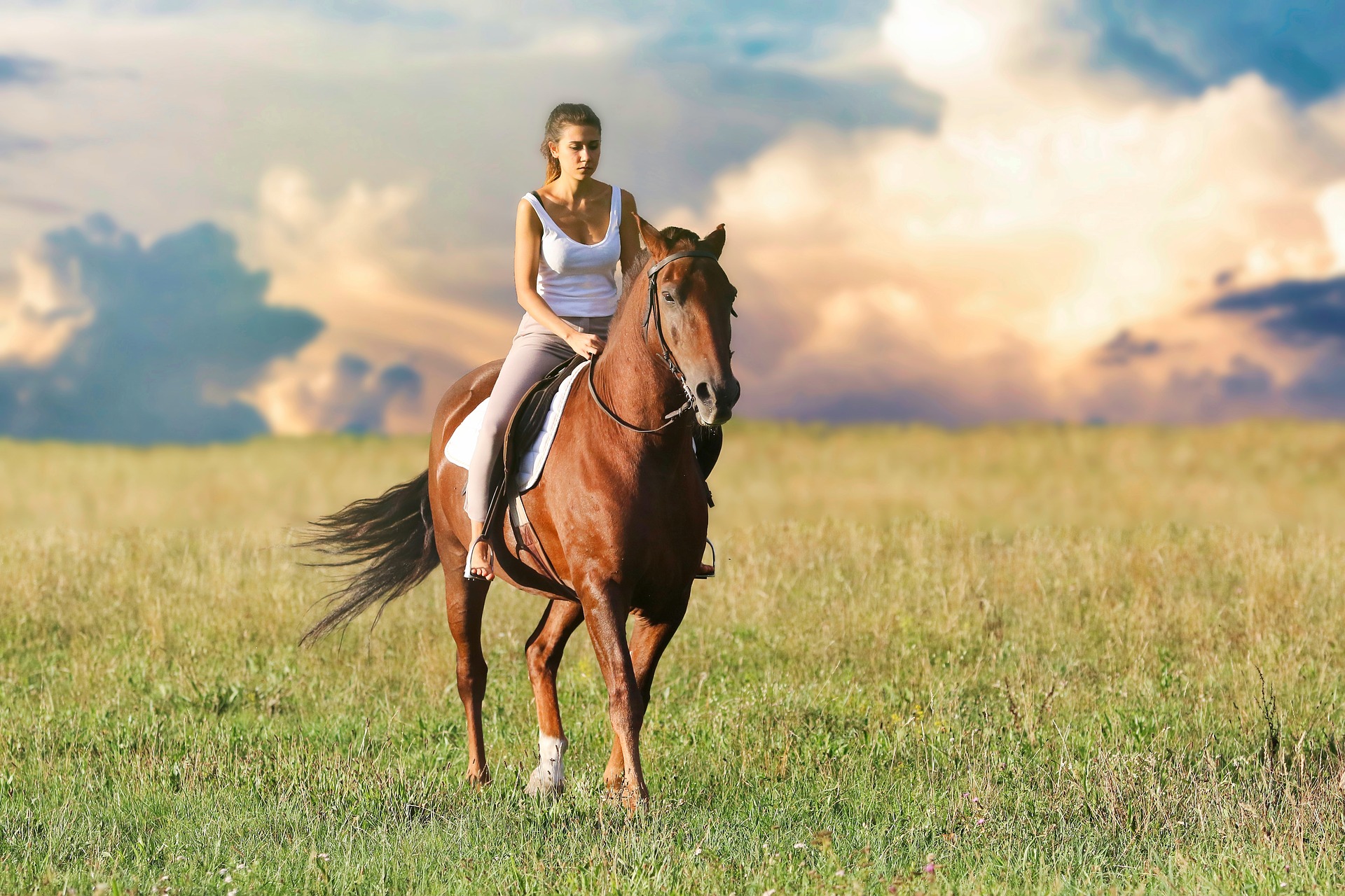 Top Tips to Buy Horse Tack Supplies Online